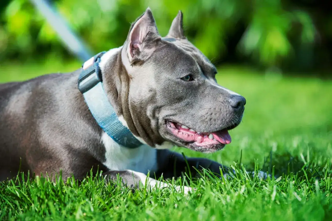 Un perro gris, con collar azul, descansa feliz en la hierba verde, disfrutando del sol.