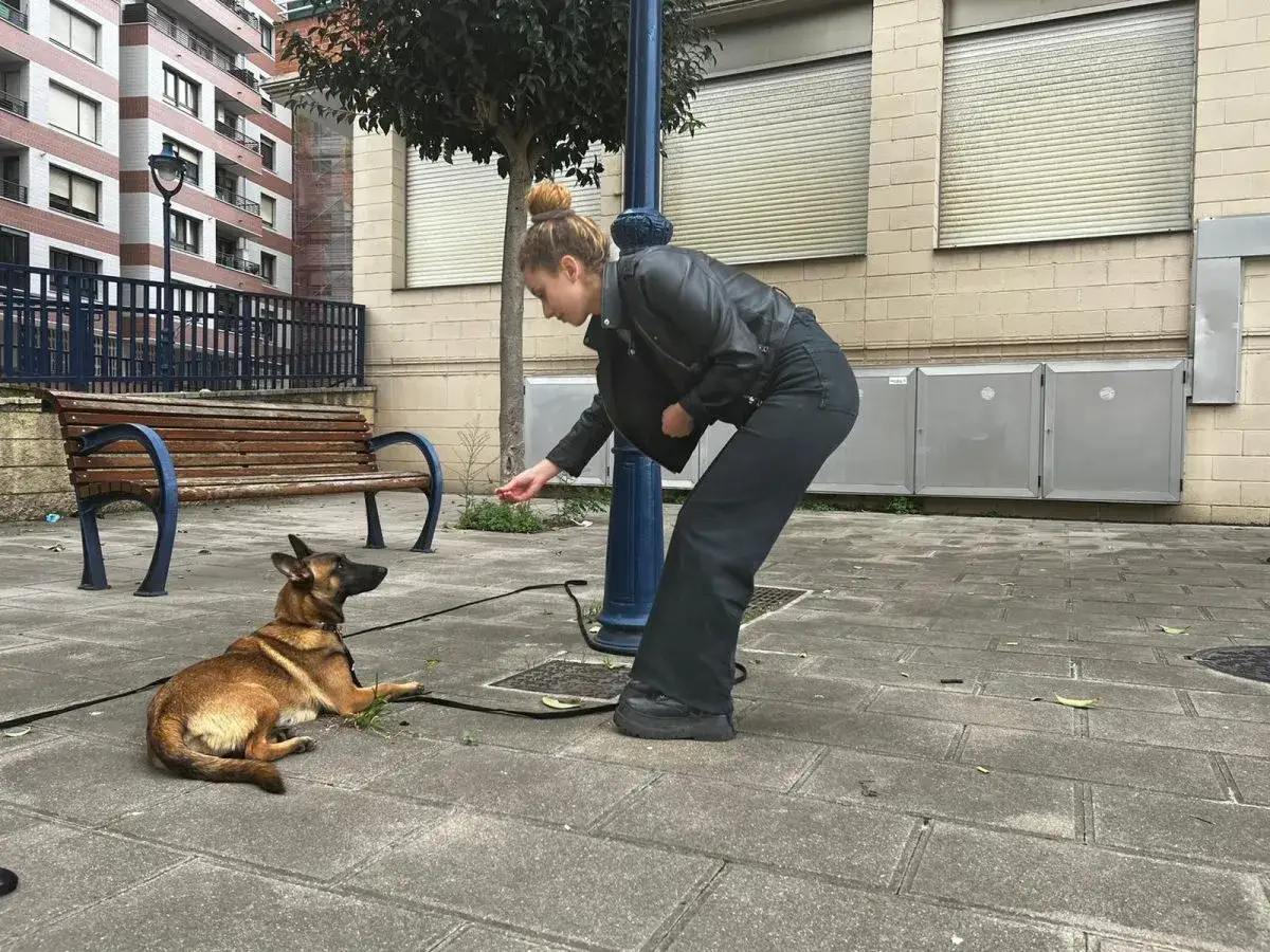 Joven adiestrador de perros entrena a su pastor belga en la calle, recompens&aacute;ndolo con una golosina.