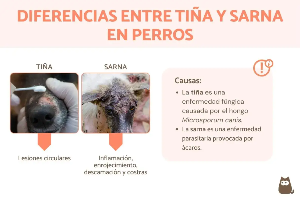 Comparativa de ti&ntilde;a y sarna en perros. La ti&ntilde;a muestra lesiones circulares, mientras que la sarna causa inflamaci&oacute;n, enrojecimiento, descamaci&oacute;n y costras, indicando sarna animal.