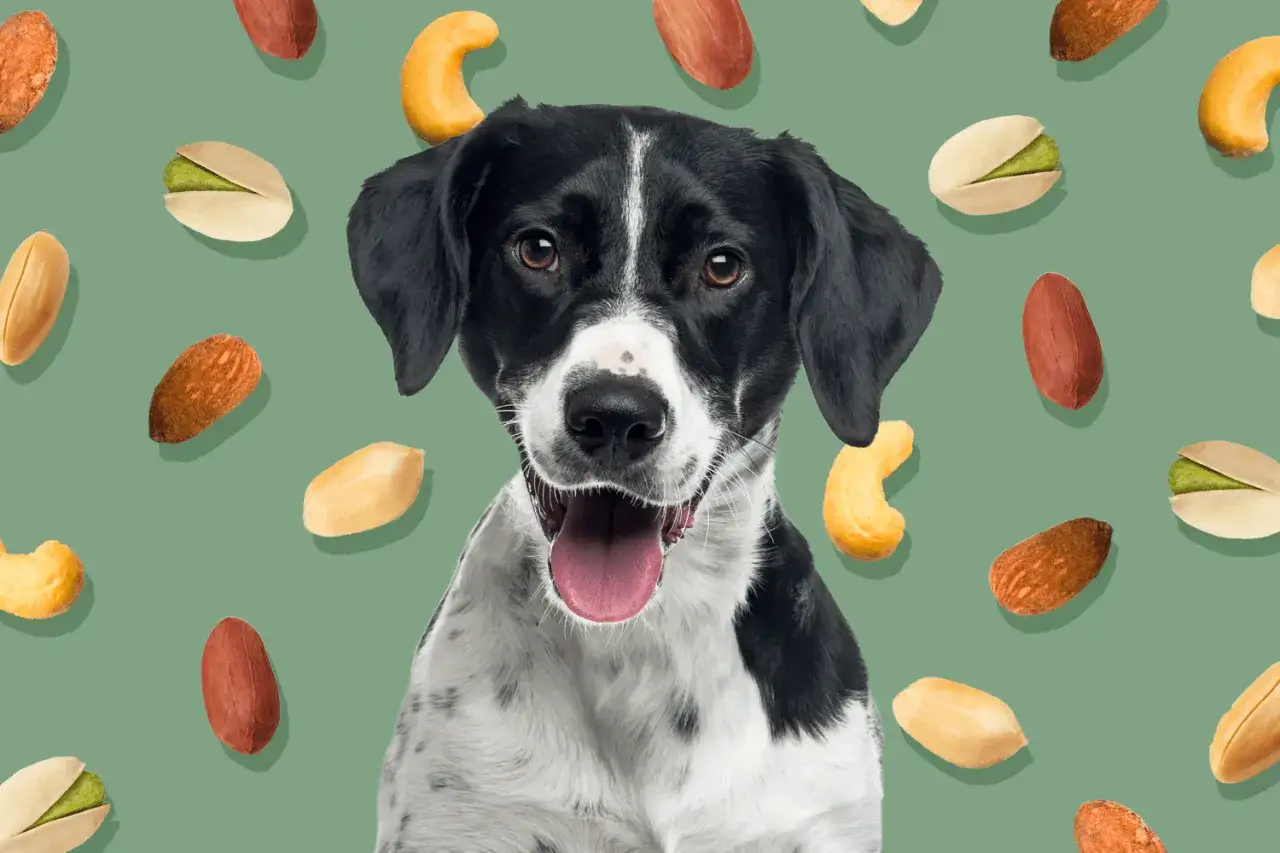 Un perro feliz rodeado de frutos secos, como avellanas, que los perros pueden comer.