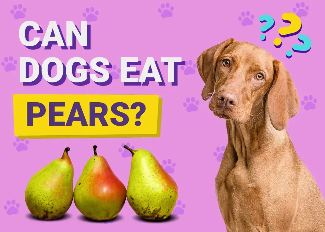 Un perro curioso mira tres peras, pregunt&aacute;ndose si los perros pueden comer pera.