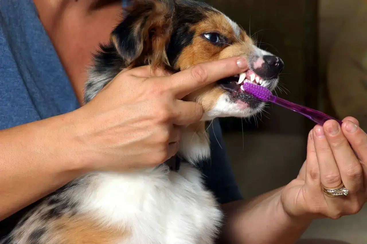 Persona cepilla los dientes de su perro con un cepillo morado. Es importante limpiar dientes perro para su salud.