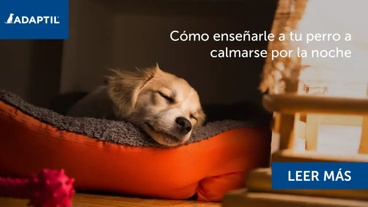 Un tierno cachorro duerme pl&aacute;cidamente en su cama, sin llorar por la noche. El texto indica c&oacute;mo ense&ntilde;arle a tu perro a calmarse.