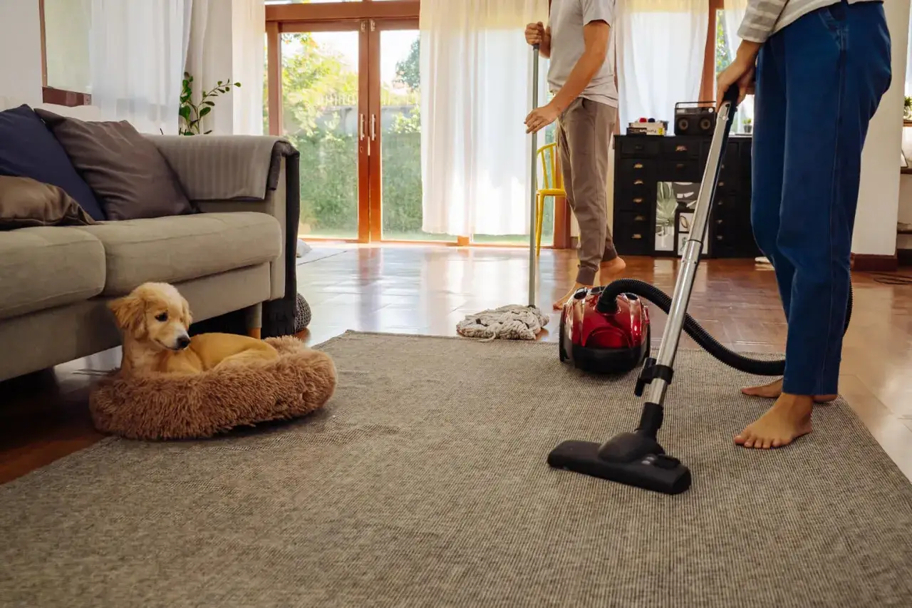 Perro dorado descansa mientras limpian la casa para eliminar pulgas.