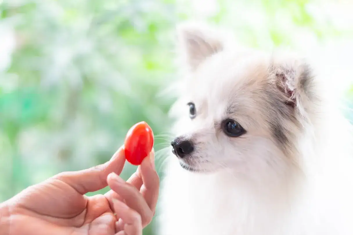 Un perro Pomerania mira con curiosidad un tomate cherry que le ofrece una mano. &iexcl;S&iacute;, los perros pueden comer tomate!