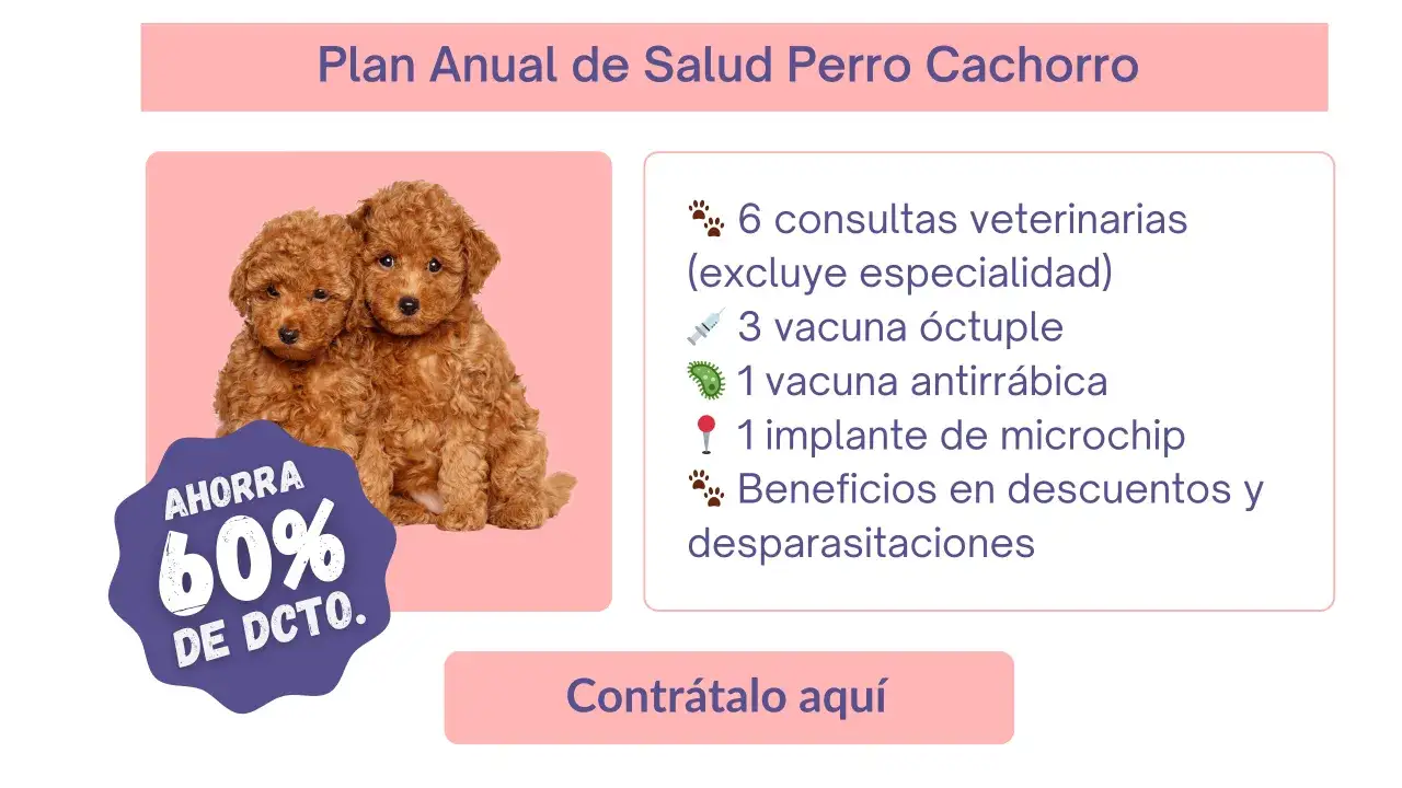 Dos cachorros adorables, ideales para el plan de cuidados de un cachorro de 2 meses. Incluye vacunas, microchip y más.