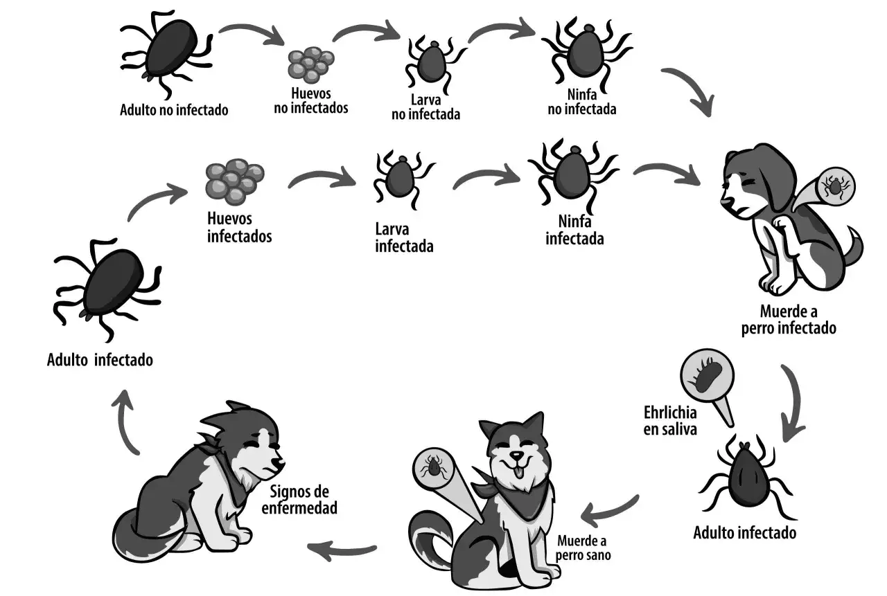 Ciclo de vida de la garrapata: de huevo a adulto, infectando perros y transmitiendo enfermedades. &iquest;Cu&aacute;nto vive una garrapata? El ciclo completo puede durar a&ntilde;os.