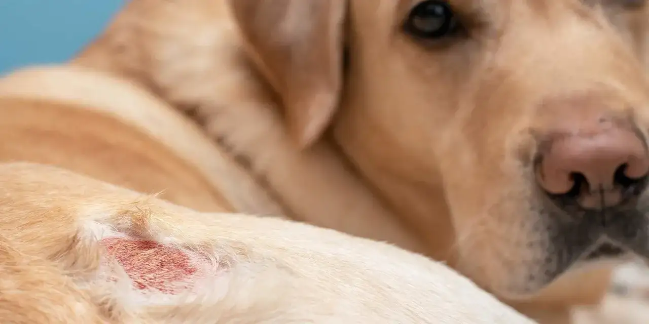 Primer plano de un perro con una lesión cutánea rojiza. Ayuda a entender la diferencia entre sarna y tiña en perros.