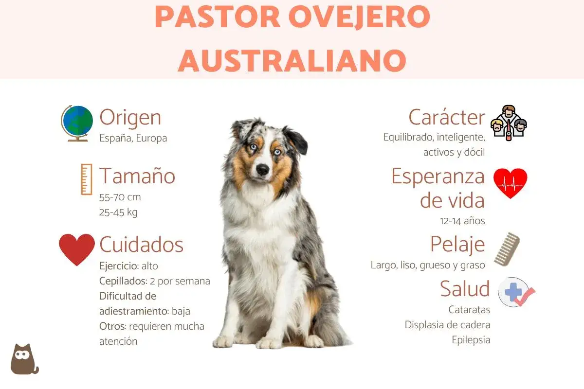 Un pastor ovejero australiano, con su pelaje merle y ojos azules, sentado. La imagen detalla su origen, tama&ntilde;o, cuidados, car&aacute;cter, esperanza de vida, pelaje y salud.