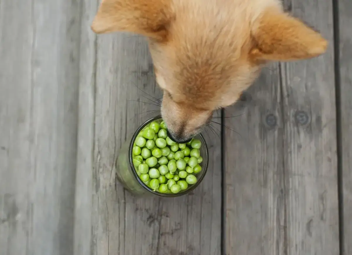 Un perro curioso huele un vaso lleno de guisantes, demostrando que los perros pueden comer guisantes.