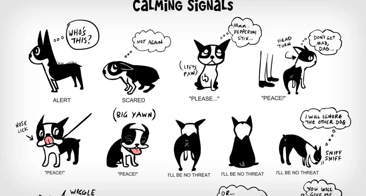 Ilustraci&oacute;n de perros mostrando se&ntilde;ales de calma: bostezo, lamerse la nariz, girar la cabeza, ignorar.