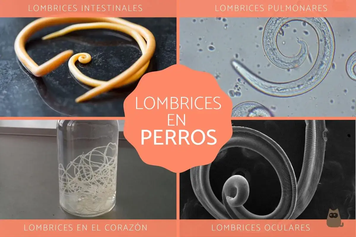 Im&aacute;genes de lombrices intestinales, pulmonares, en el coraz&oacute;n y oculares en perros.