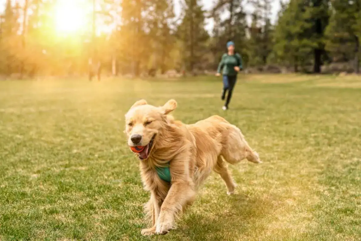 Un perro hiperactivo, un golden retriever, corre feliz por el c&eacute;sped con una pelota en la boca, mientras una persona corre detr&aacute;s.