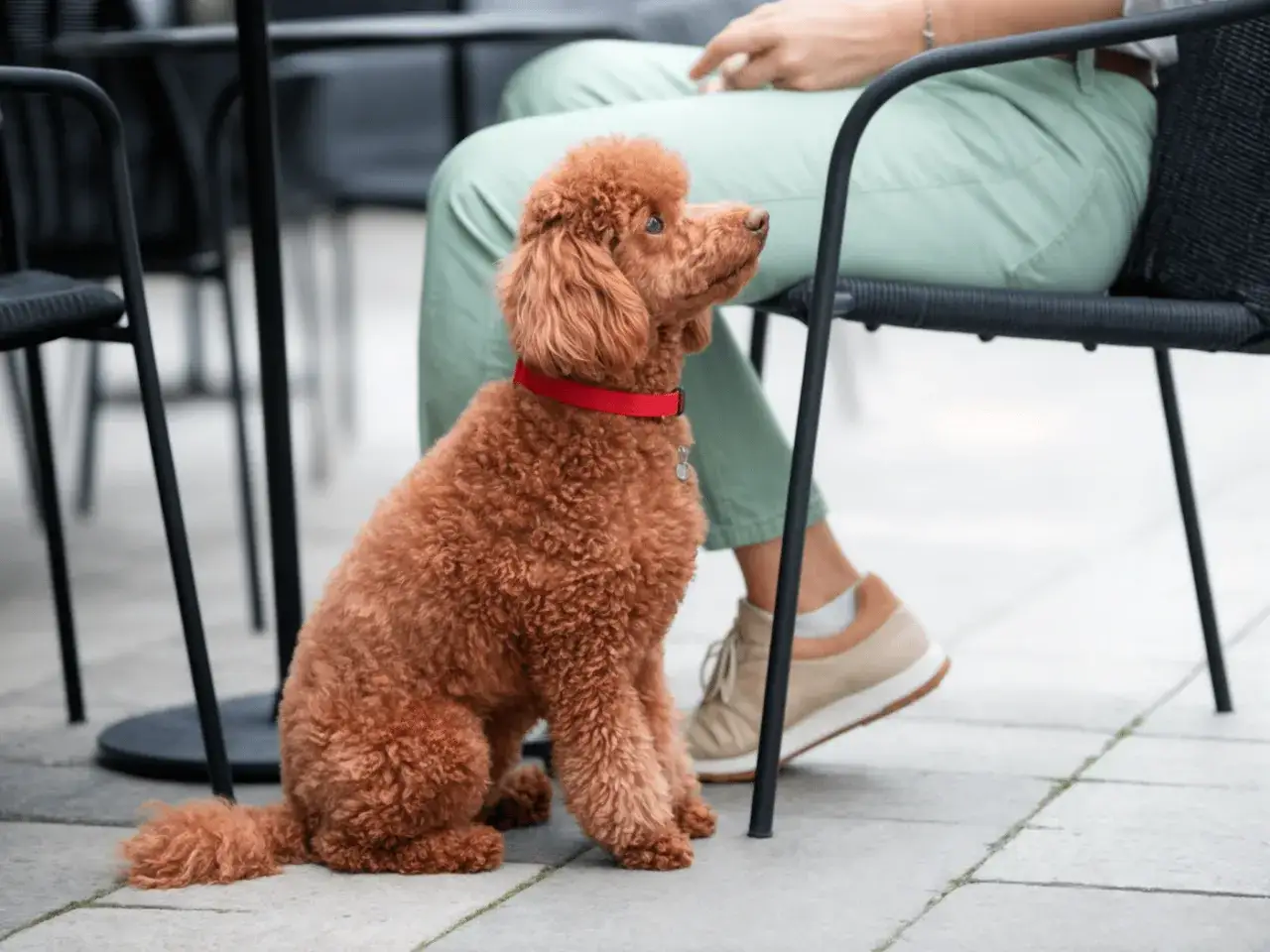 Un caniche toy rojo adulto, con su pelaje rizado y un collar rojo, espera pacientemente junto a su dueño en una terraza.