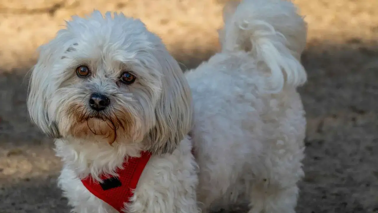 Un adorable Bich&oacute;n Malt&eacute;s con un corte de pelo esponjoso y un arn&eacute;s rojo. Su pelaje blanco y sedoso resalta su estilo de corte de pelo.