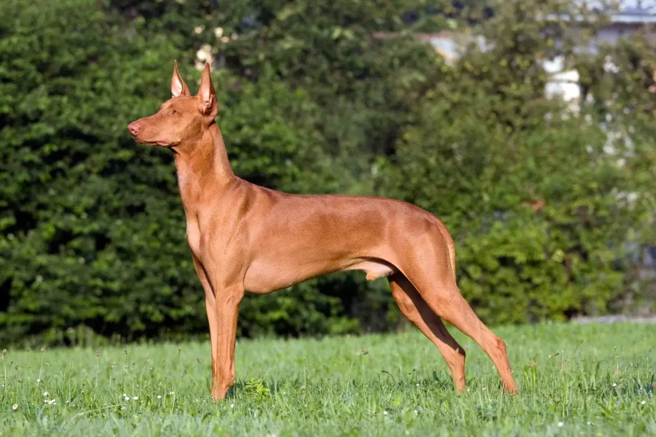 Un podenco fara&oacute;nico, uno de los tipos de podenco, posa en un prado verde con orejas puntiagudas y pelaje rojizo.
