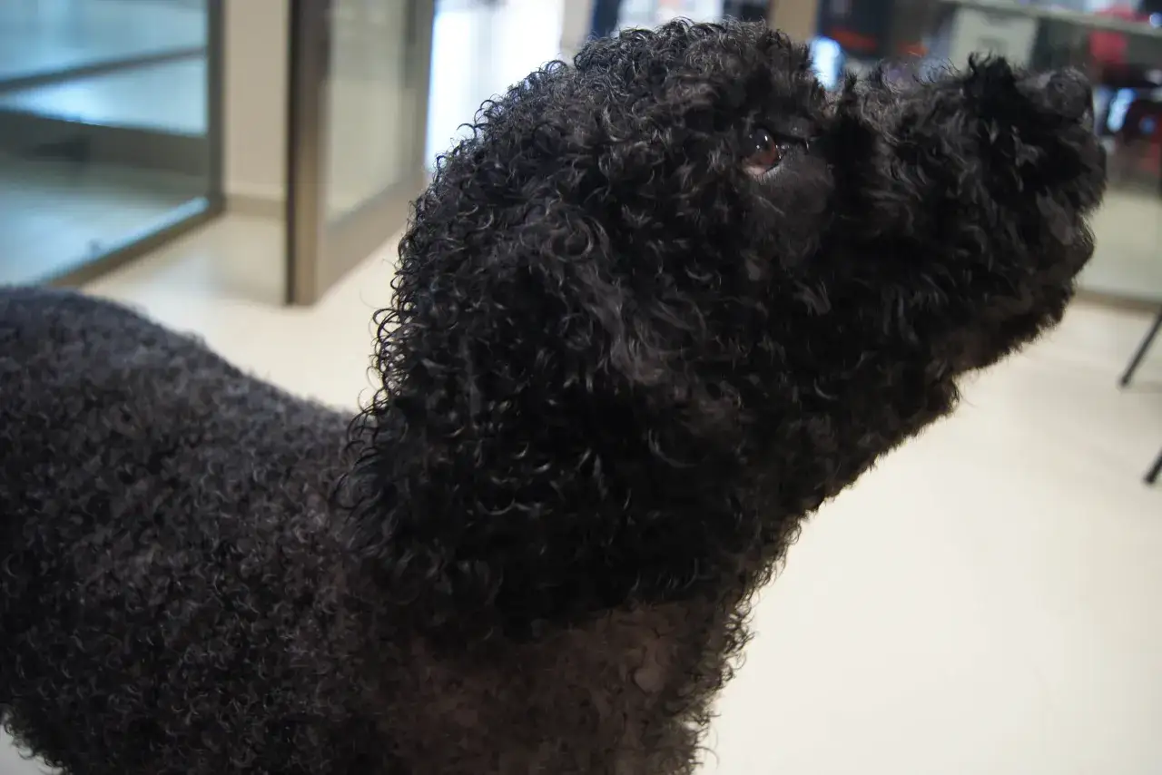Perro de agua negro con un corte de pelo rizado y cuidado, listo para nadar.