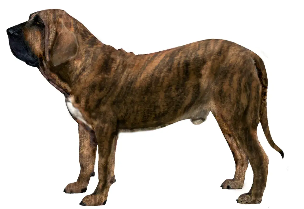 Un imponente fila brasileño, con su pelaje atigrado y mirada alerta, posa con orgullo.