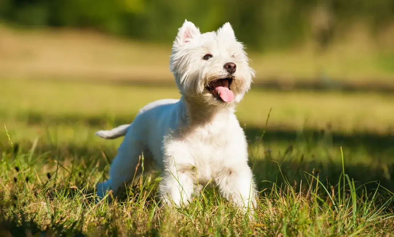 Un alegre west highland white terrier con la lengua fuera, disfrutando del sol en un campo verde.
