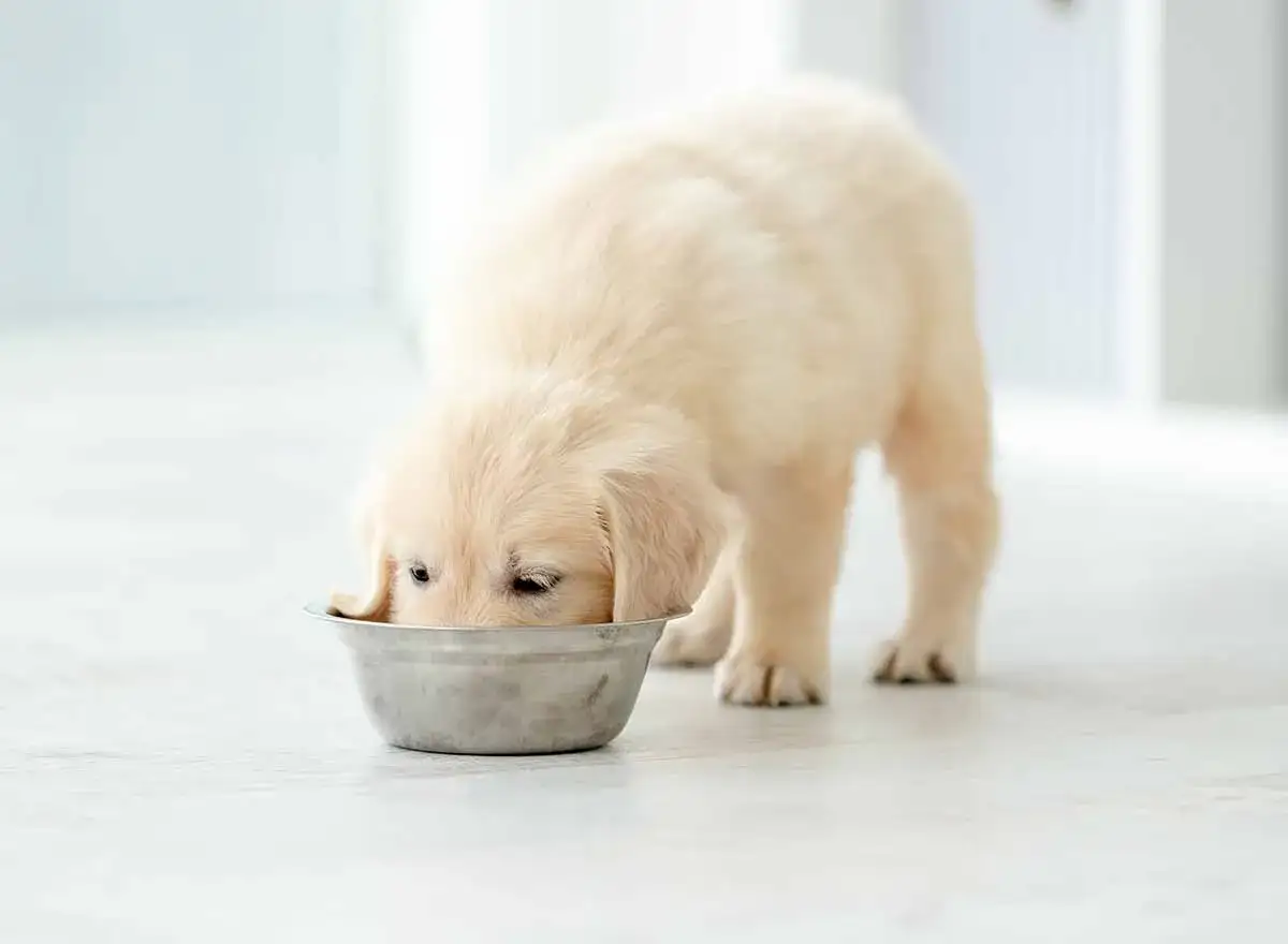 Un tierno cachorro de 3 meses disfruta de su comida para cachorros en un cuenco metálico.