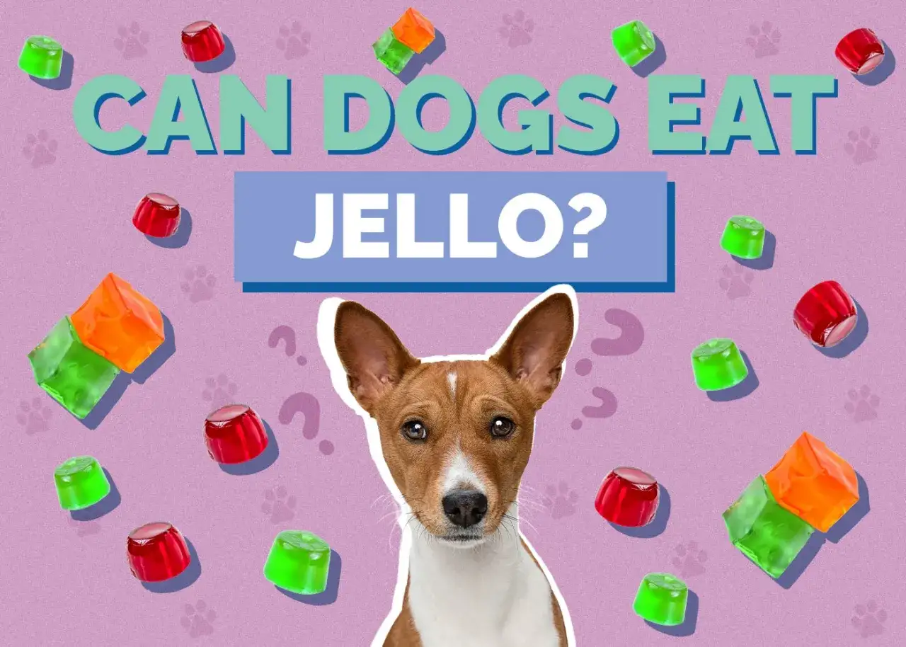 Un perro curioso mira mientras trozos de gelatina flotan a su alrededor. ¿Los perros pueden comer gelatina?