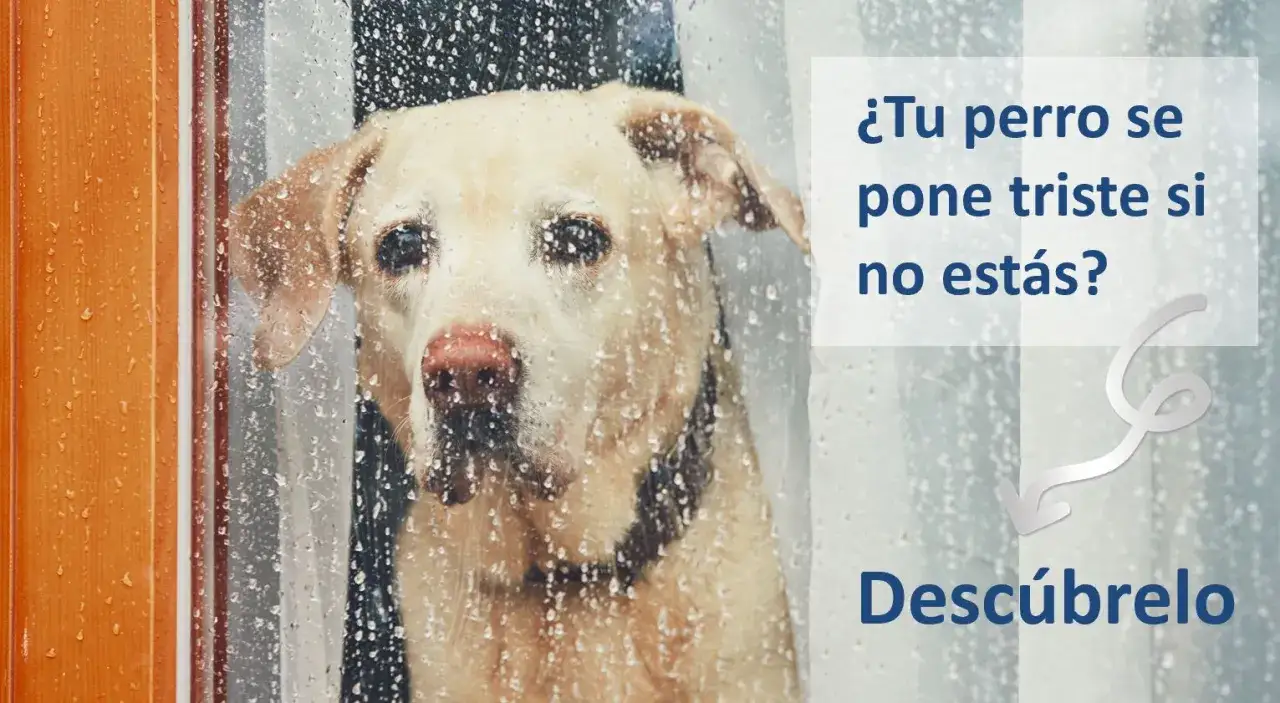 Un perro labrador mira por una ventana con gotas de lluvia. ¿Tu perro ladra cuando te vas? Descúbrelo.