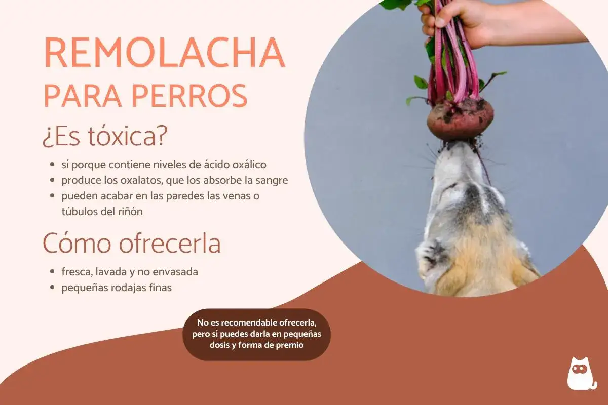 Un perro curioso intenta morder una remolacha fresca. Los perros pueden comer remolacha, pero con moderaci&oacute;n.