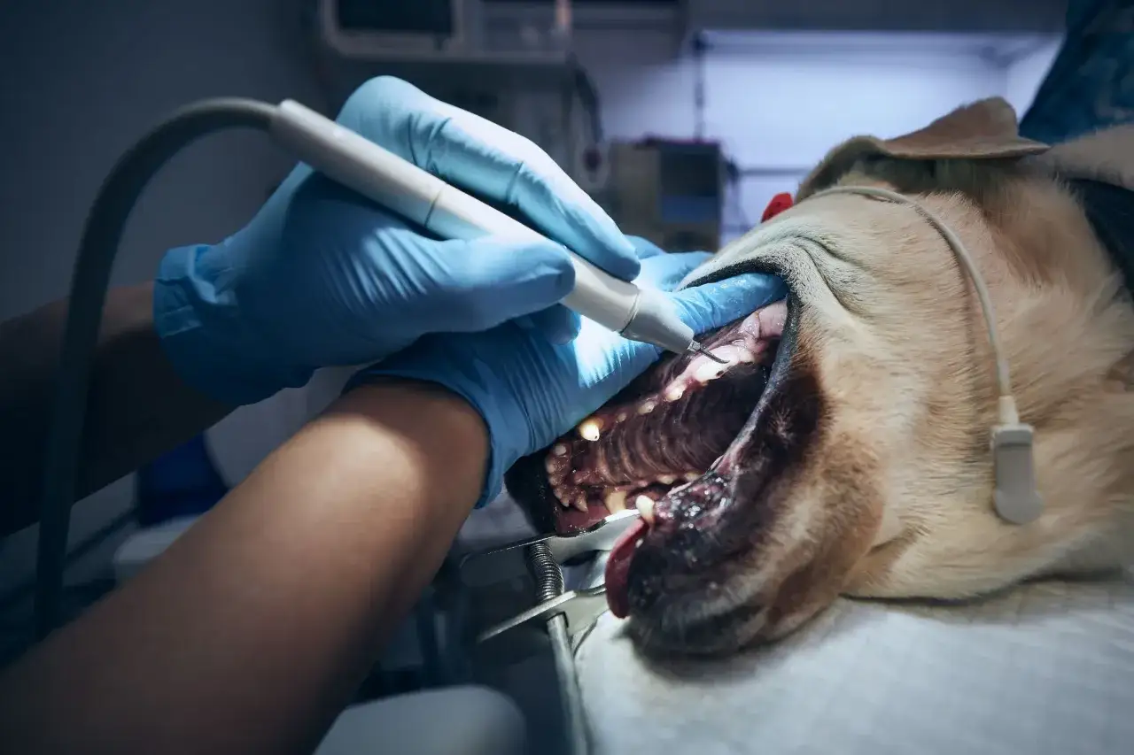 Veterinario limpia sarro de perros con herramienta dental.