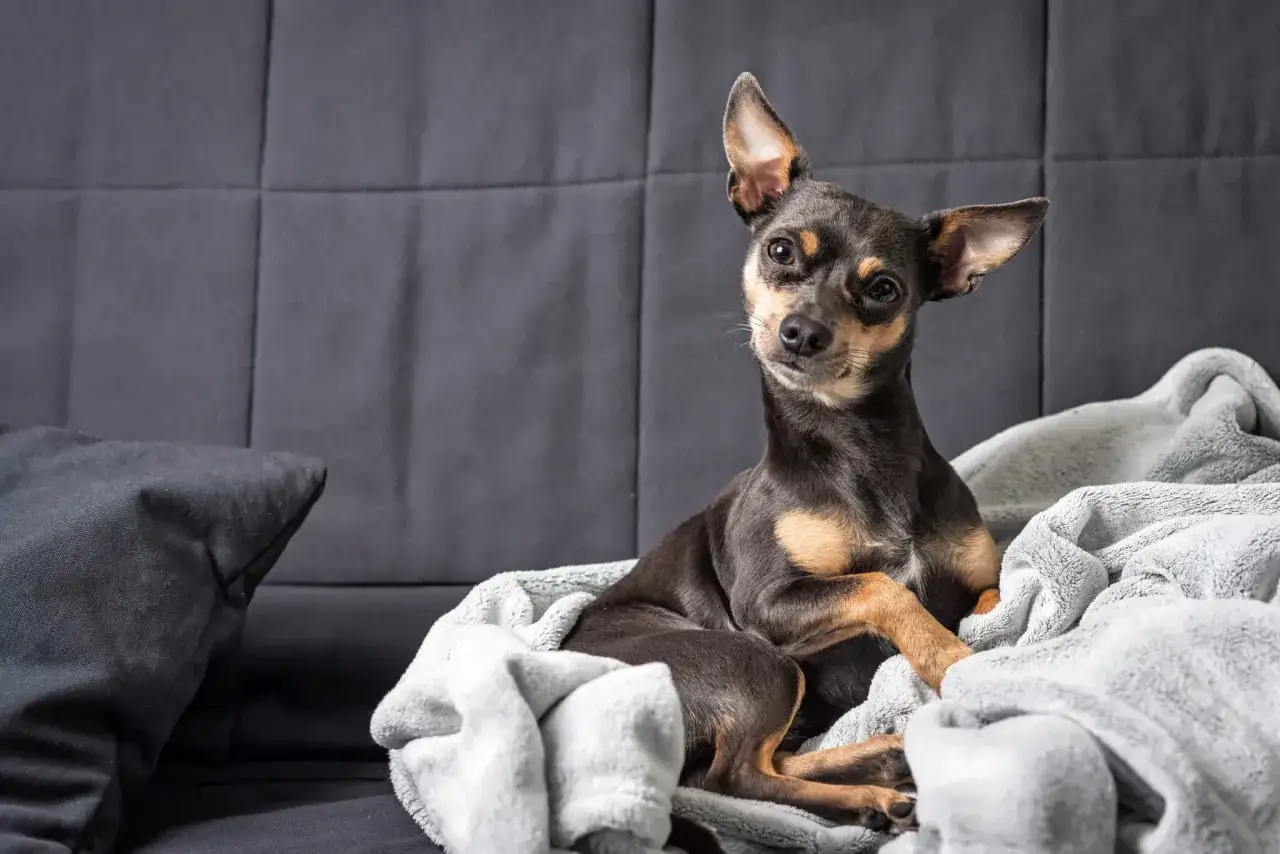 Un pinscher miniatura descansa acurrucado en una manta gris sobre un sofá oscuro.