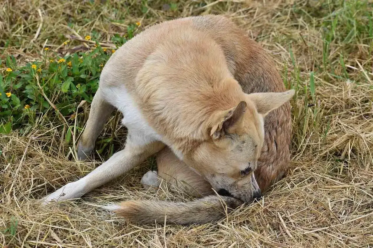 Perro se rasca la cola, quiz&aacute;s buscando c&oacute;mo son las pulgas.