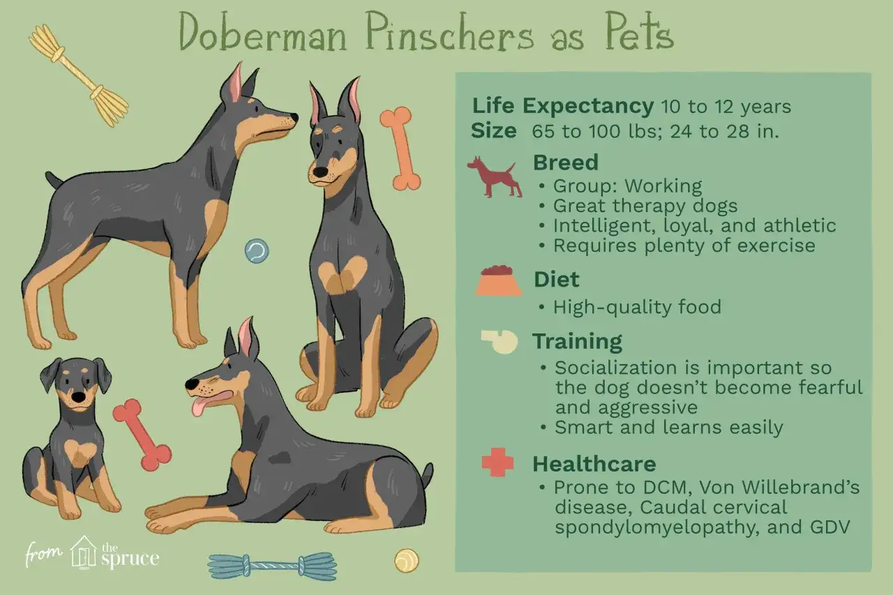 Ilustraci&oacute;n de varios perros doberman, cachorros y adultos, con informaci&oacute;n sobre la raza.