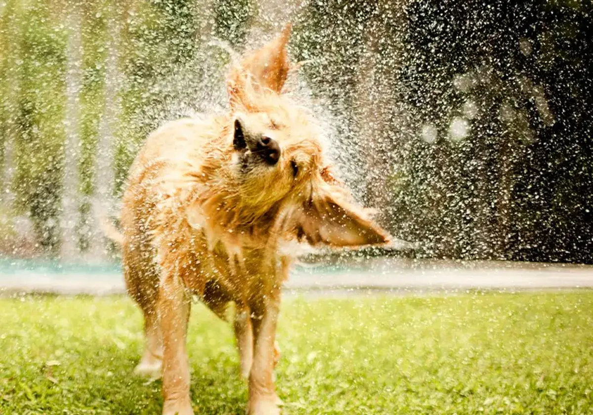 Perro mojado sacude su cabeza, creando una lluvia de gotas. Es un ejemplo de porque se sacuden los perros para secarse.
