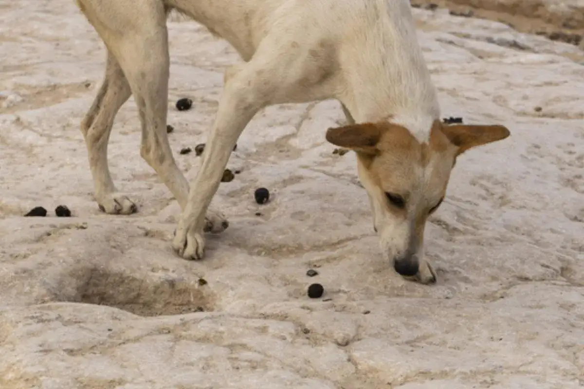 Perro de pelaje claro olisquea el suelo pedregoso, rodeado de excrementos, un comportamiento que nos hace preguntar porque los perros se comen la caca.