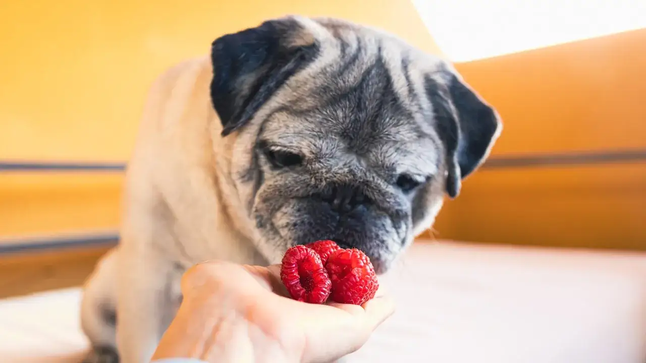 Un pug curioso huele frambuesas en una mano, demostrando que los perros pueden comer frambuesas.