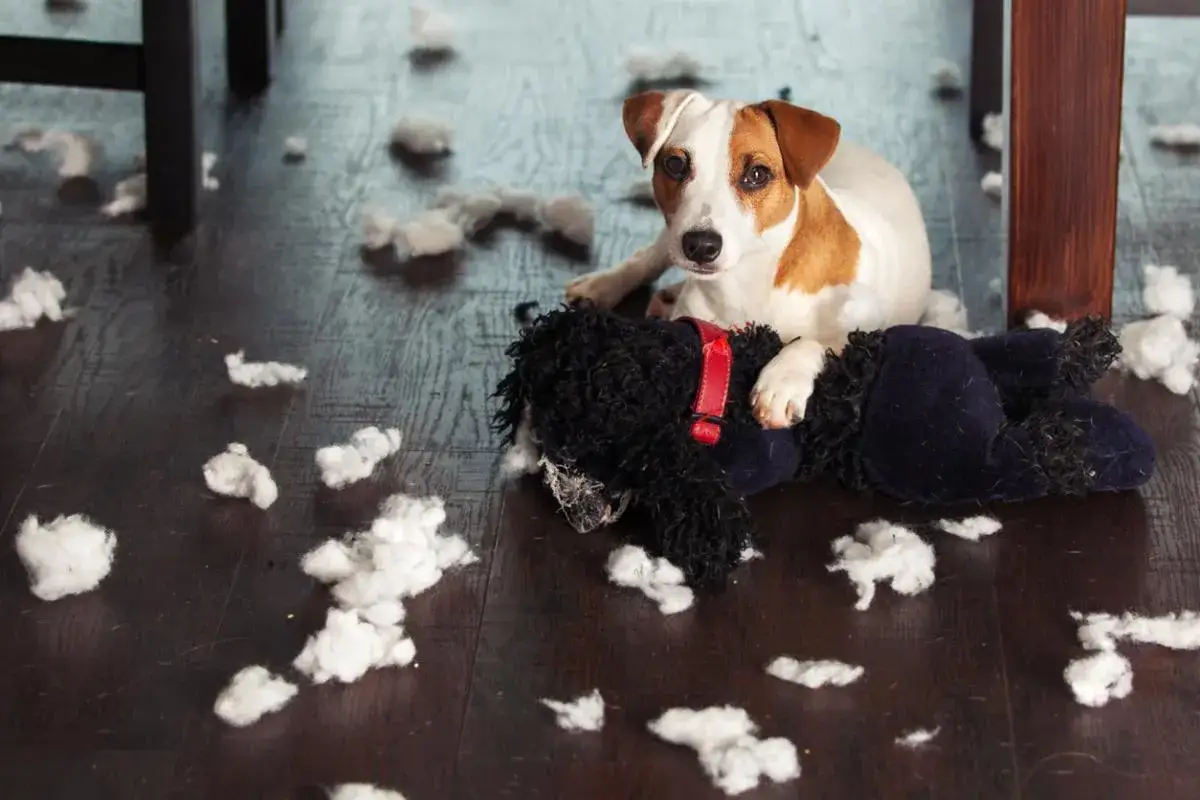 Un cachorro Jack Russell con un peluche destrozado. Un ejemplo de c&oacute;mo ense&ntilde;ar a un cachorro a no morder.
