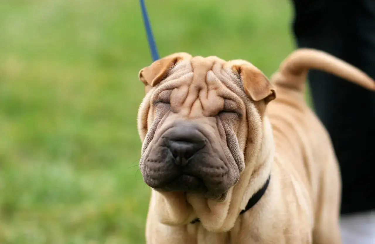 Un adorable shar pei americano con su cara llena de arrugas, con los ojos cerrados y una expresi&oacute;n de paz.