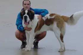 Hombre con un perro san bernardo en la playa.