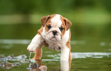 Un tierno bulldog inglés cachorro explora el agua, levantando una pata con gotas cayendo.
