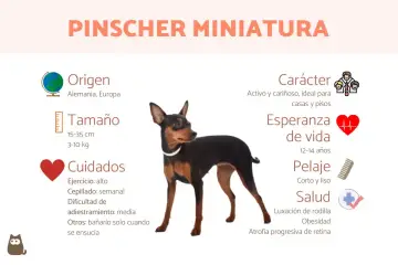 Un pinscher miniatura, activo y cariñoso, de origen alemán. Ideal para pisos, con pelaje corto y liso.