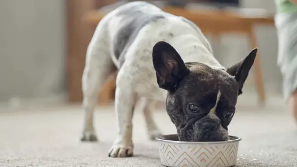 Un bulldog francés blanco y negro disfruta de su alimentación para perros en un cuenco decorado.