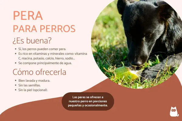 Un perro negro disfruta de un trozo de pera en la hierba. Los perros pueden comer pera, es una fruta saludable para ellos.