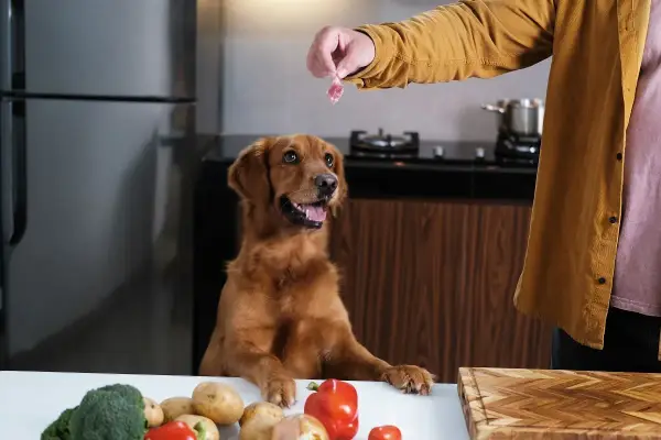 Un perro golden retriever espera ansioso un trozo de carne, mientras en la mesa hay ingredientes para comida para perros hecha en casa.