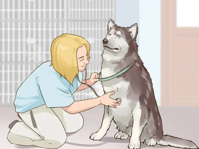 Veterinario examina a un husky con un estetoscopio. La paciencia y el cuidado son clave para ganarse la confianza de un perro.