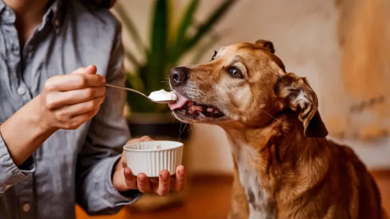 Un perro marrón disfruta de una cucharada de yogur ofrecida por una persona. ¡Los perros pueden comer yogur!