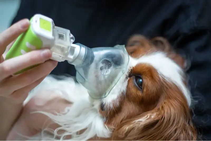 Un perro recibe tratamiento con nebulizador para edema pulmonar. La esperanza de vida de perro con edema pulmonar mejora con cuidados.