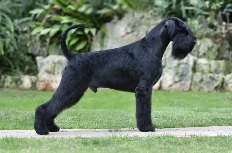 Un imponente schnauzer gigante negro, con su característico bigote, posa orgulloso en un jardín.